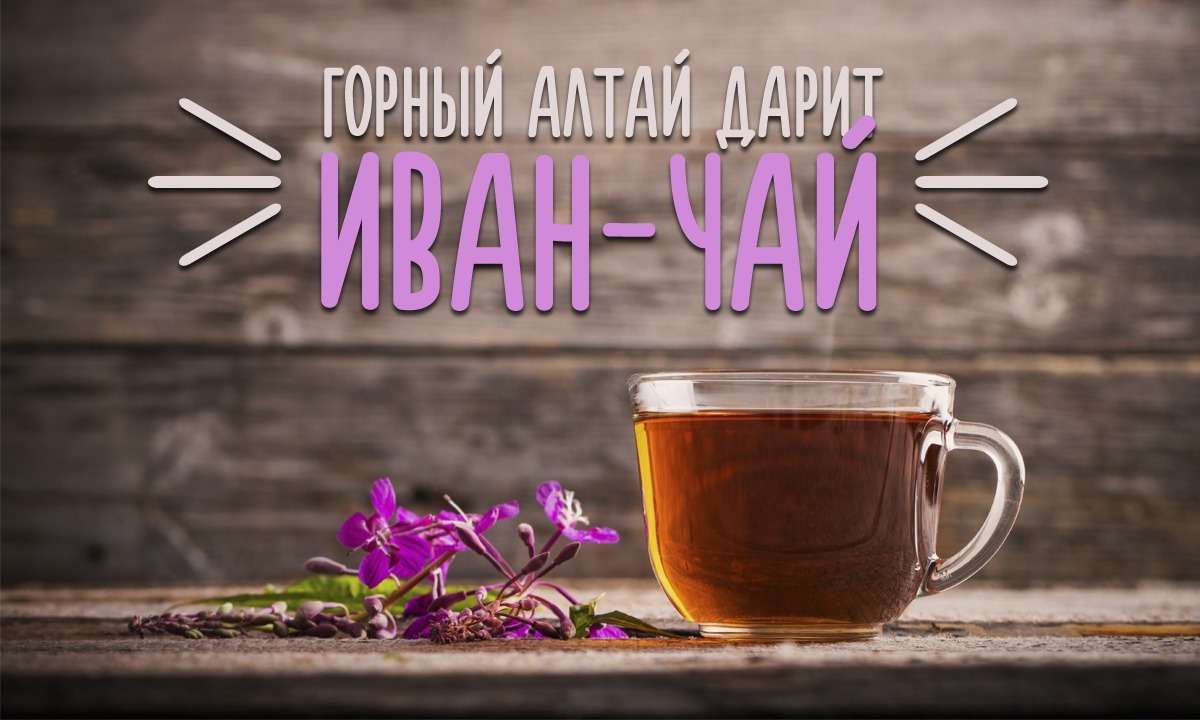 Горный Алтай дарит Иван-чай