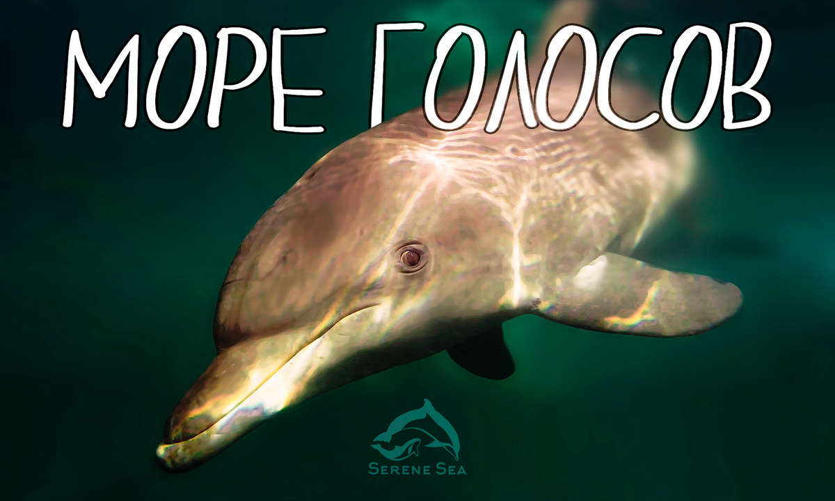 "Море голосов" - экспедиция в защиту дельфинов Черного моря