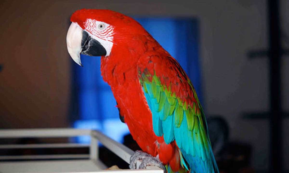 CallToBird - Смотри и общайся с говорящим попугаем онлайн!