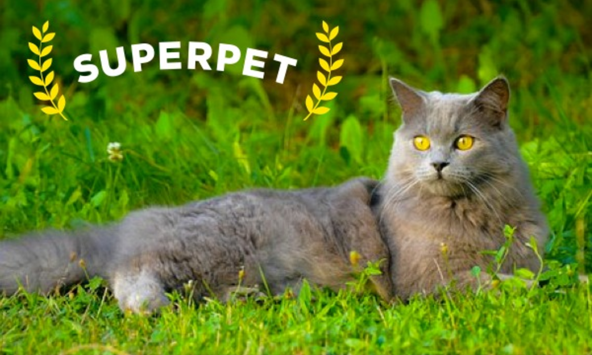 Здоровый натуральный корм для кошек SUPERPET