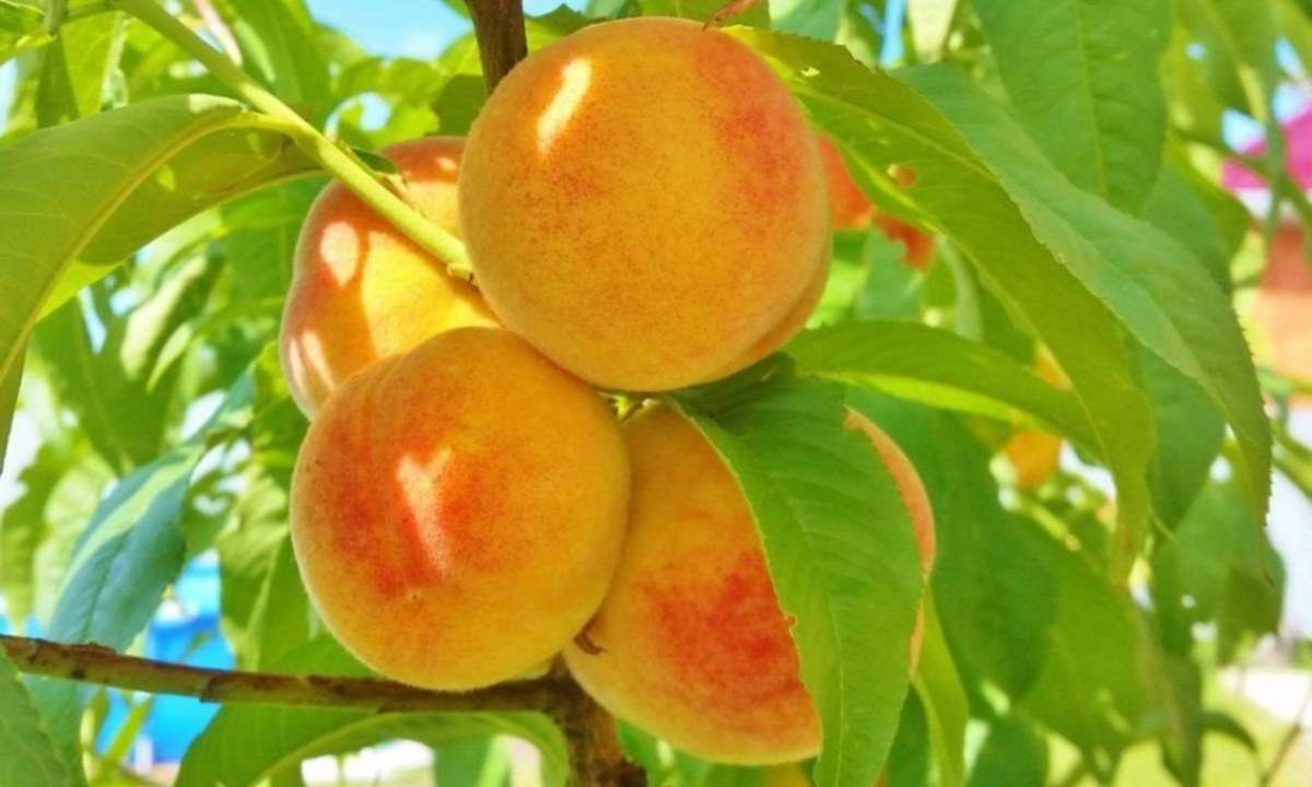 Орехи и плоды — в народные сады
