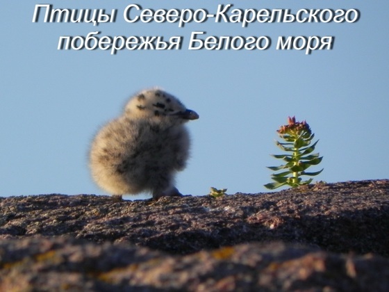 Птицы Белого моря. Первый шаг к сохранению 