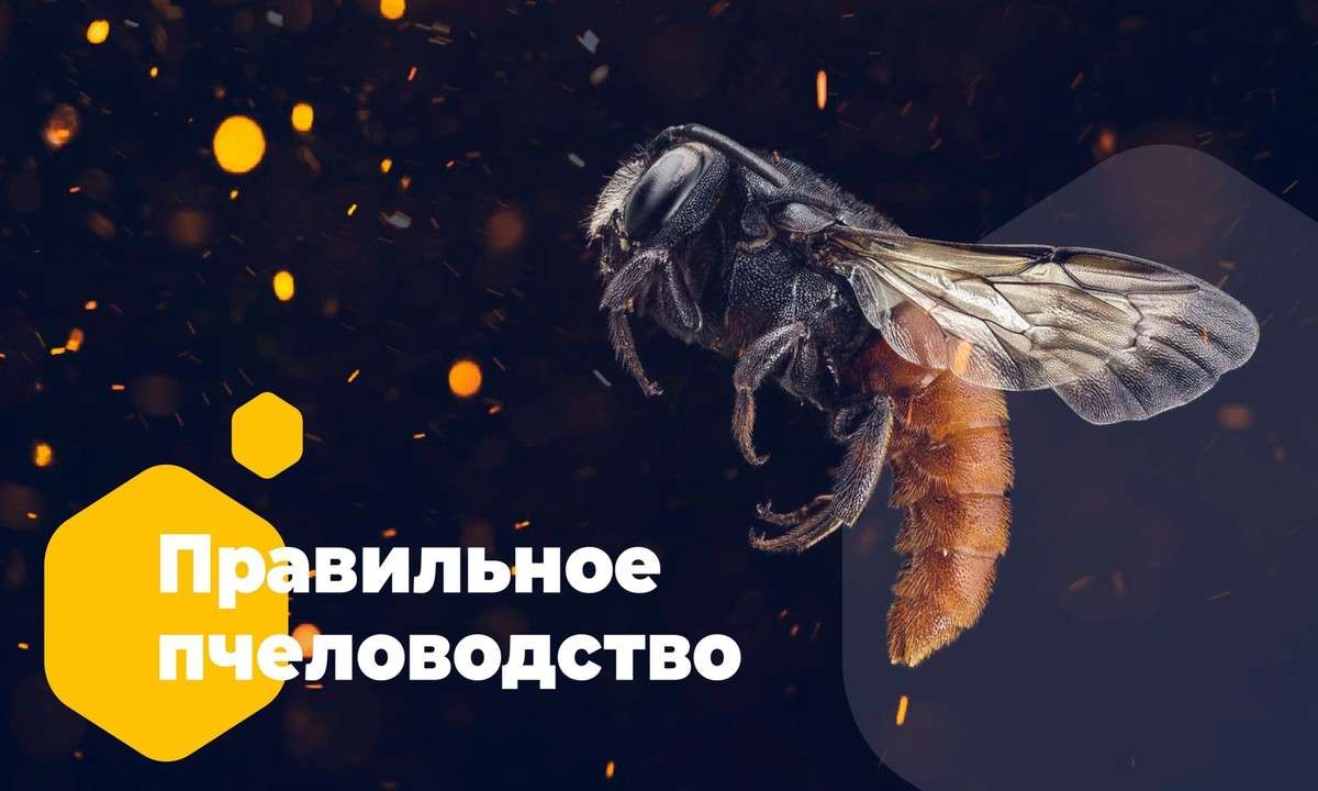 Правильное Пчеловодство