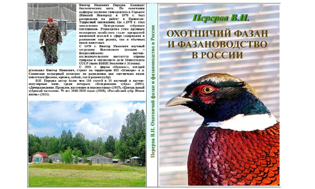 Охотничий фазан и фазановодство в России