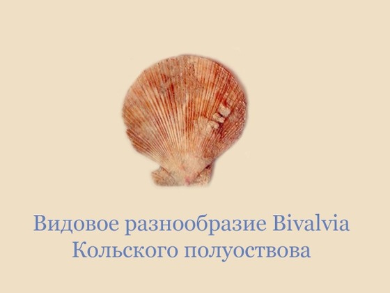Разнообразие двустворчатых моллюсков Кольского полуострова
