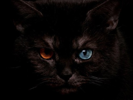 "Черный кот". История о снах, фантазиях и кошмарах