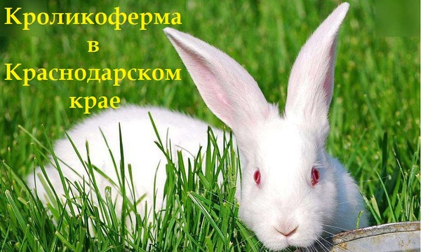 Кроликоферма в Краснодарском крае 